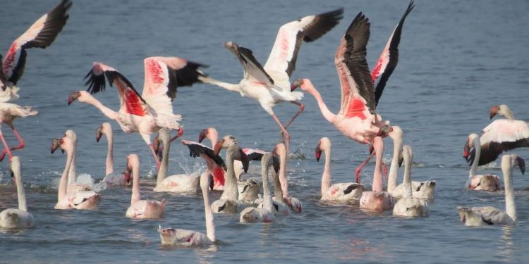 NatConnect Foundation